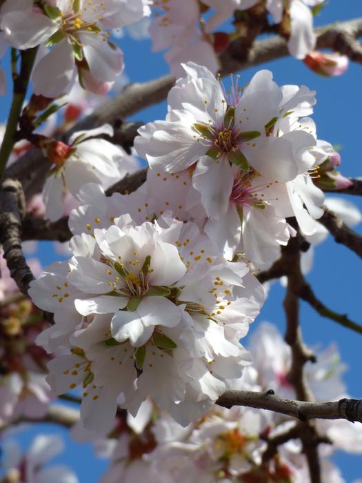 Almond Tree In Blossom Flowers