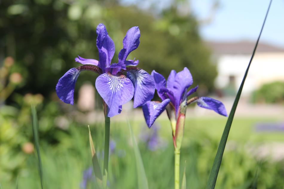 Iris Flowers Blue