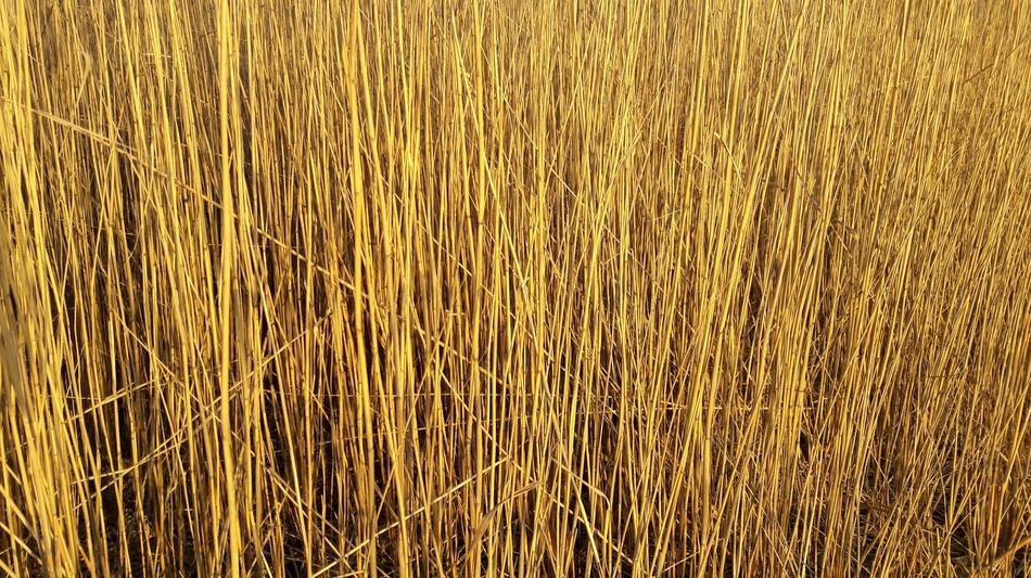 Reed Schilfrohrgewaechs Phragmites