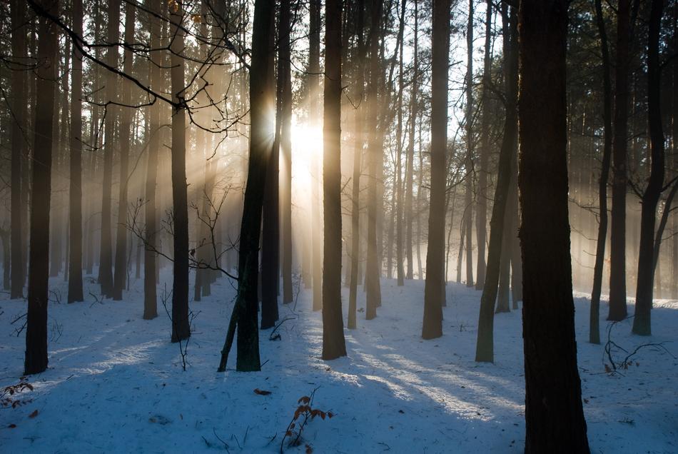 landscape of Sunshine In The Forest