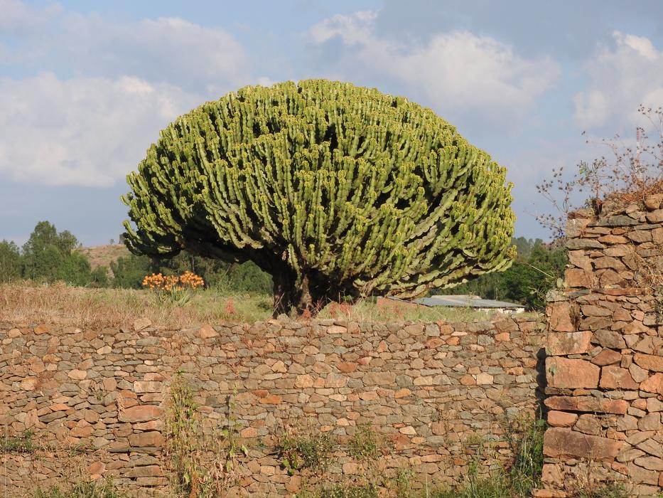 Axum Ethiopia Spurge
