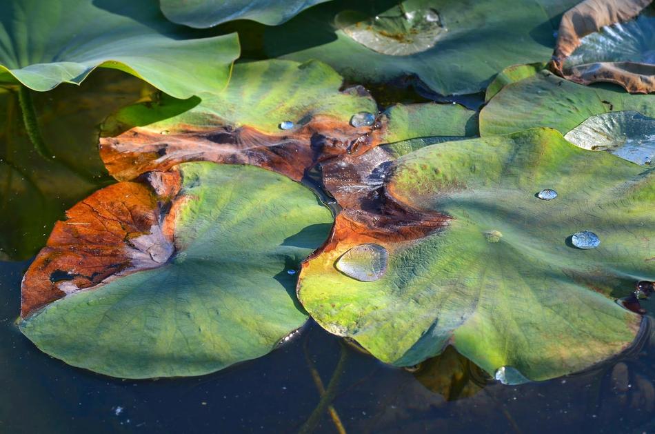 a beautiful landscape on a pond with plants