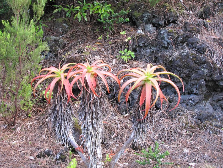 Plant Nature
