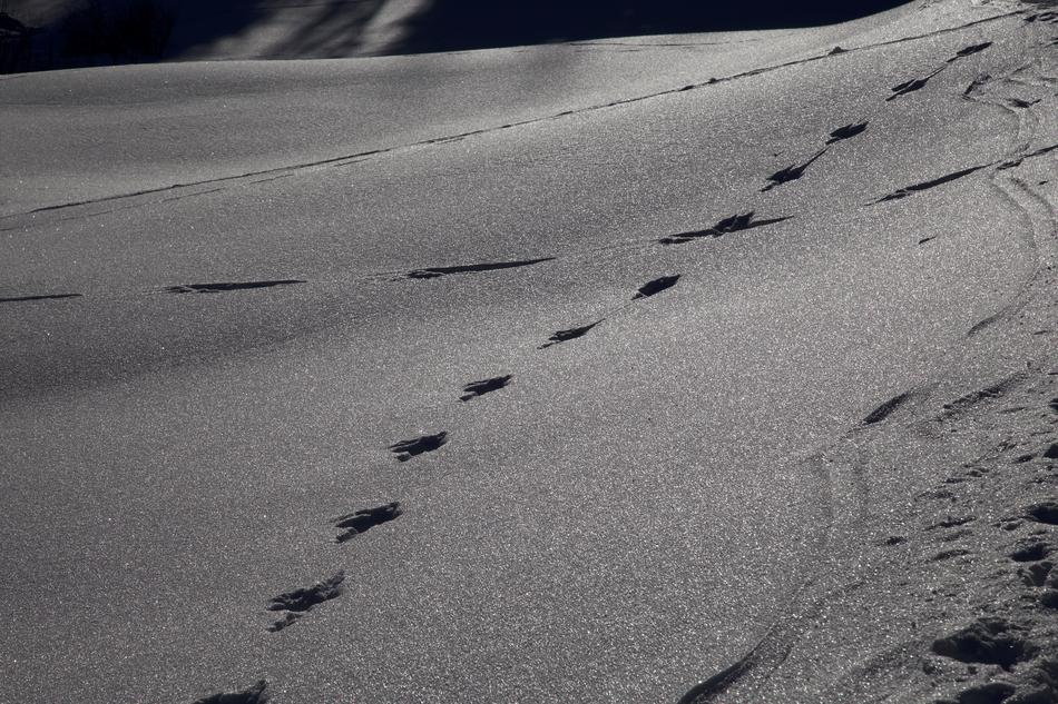 Winter Trace Mood Snow