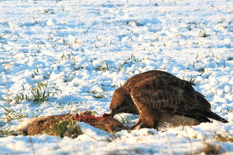 buzzard pecks prey in the snow
