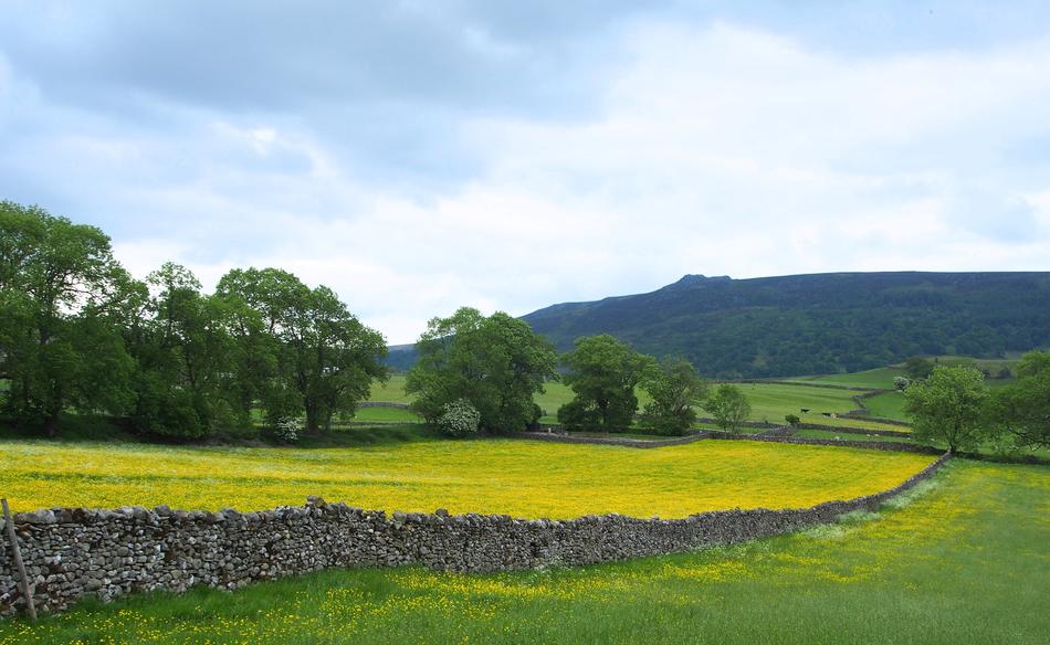 green fragrant grass in the field