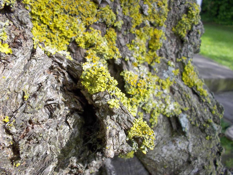 Moss Yellow