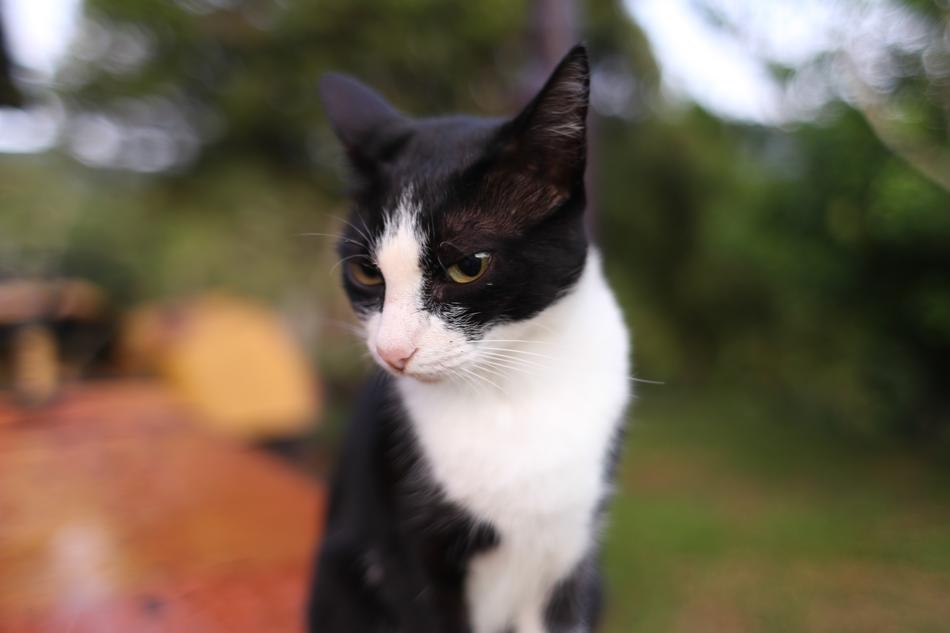 goodly Kitty