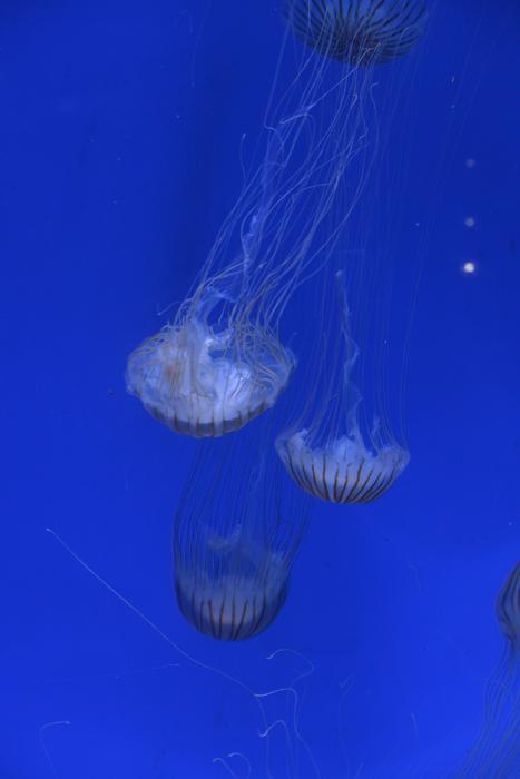 Pairi Daiza Jellyfish Marine