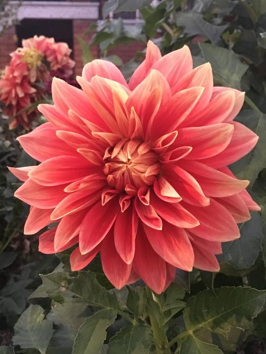 Flowers Beautiful