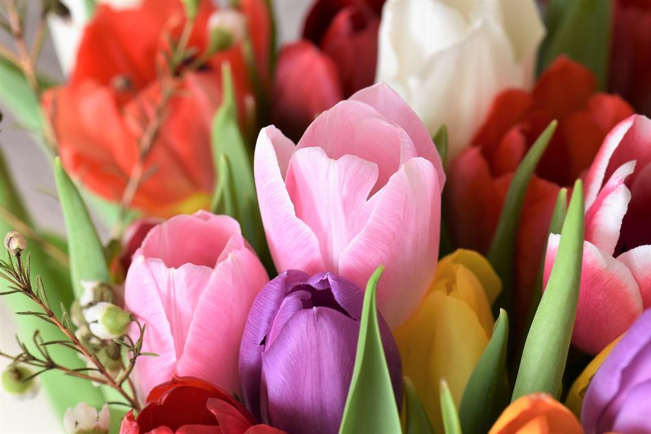 Tulips Strauss Flowers