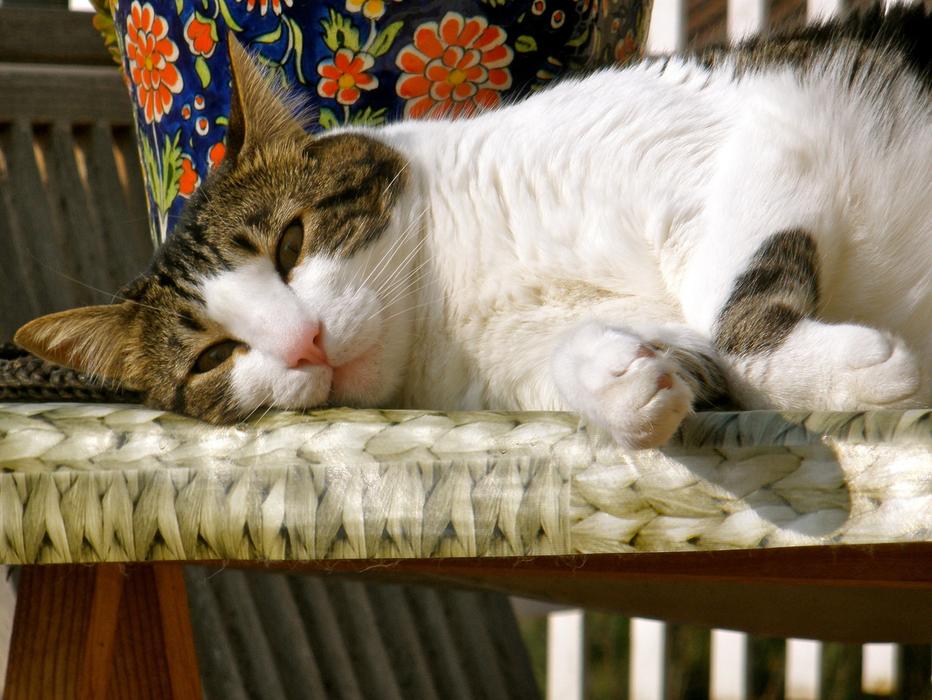 Cat Relaxing Indoors