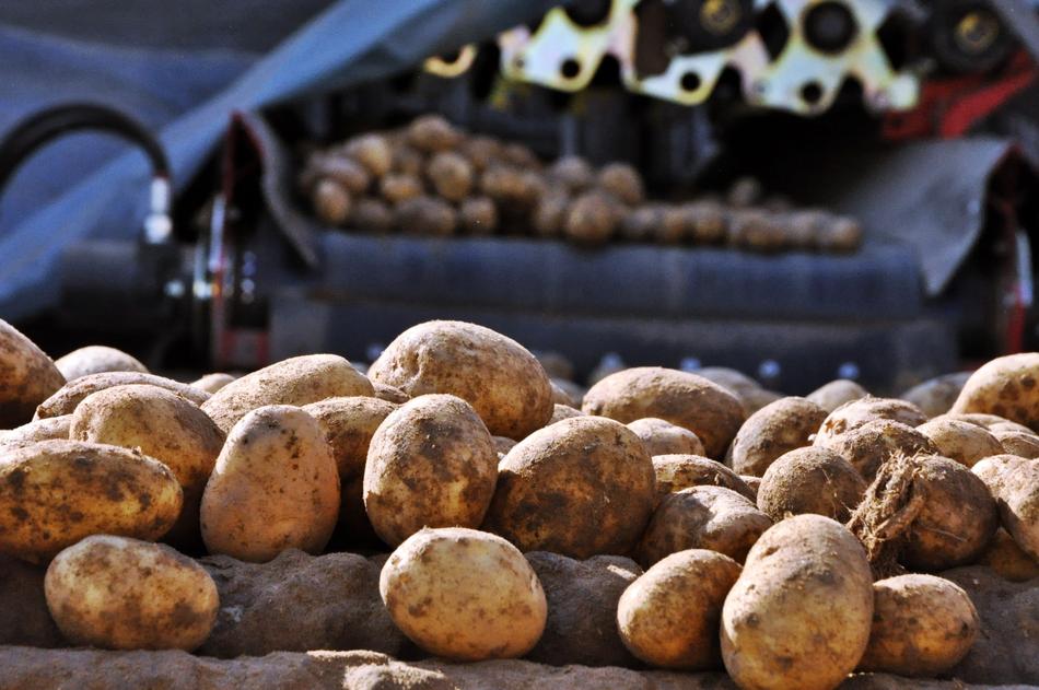 Potatoes Sorting Washing