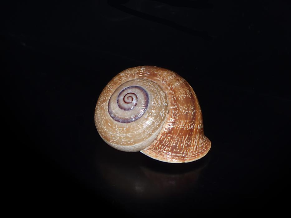 Snail Shell Spiral