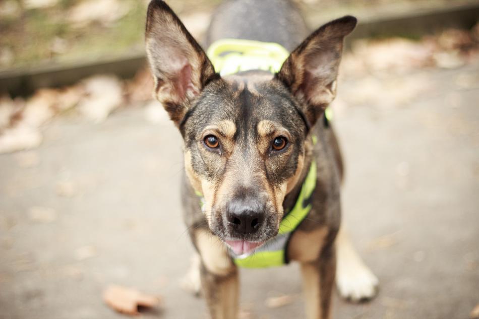 impressively beautiful Dog Park Canine