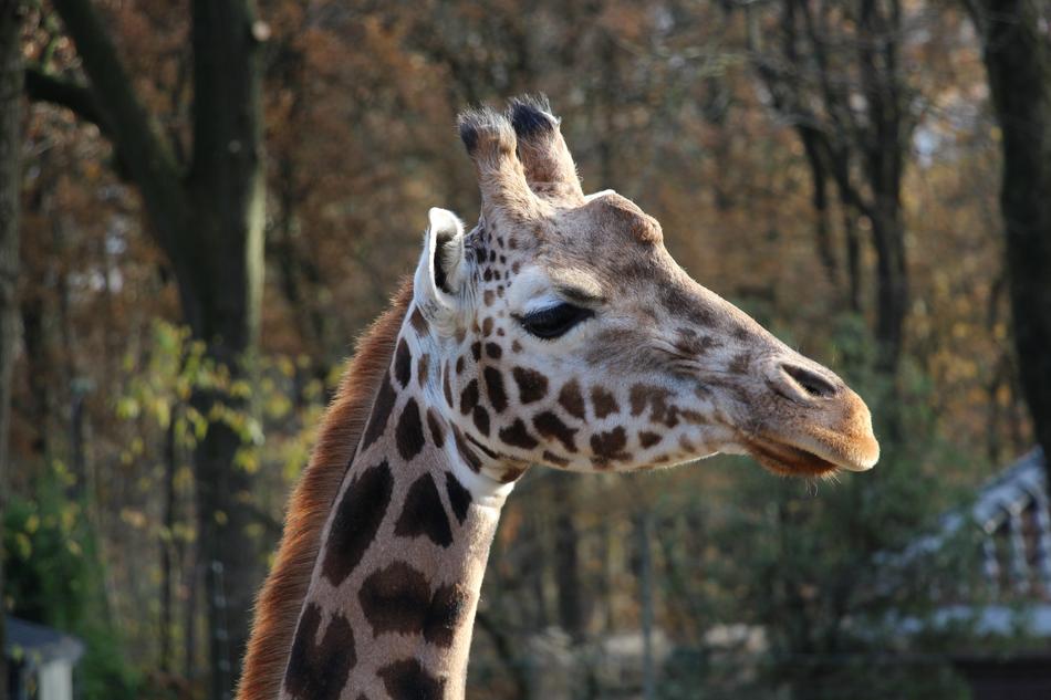 Giraffe Animals