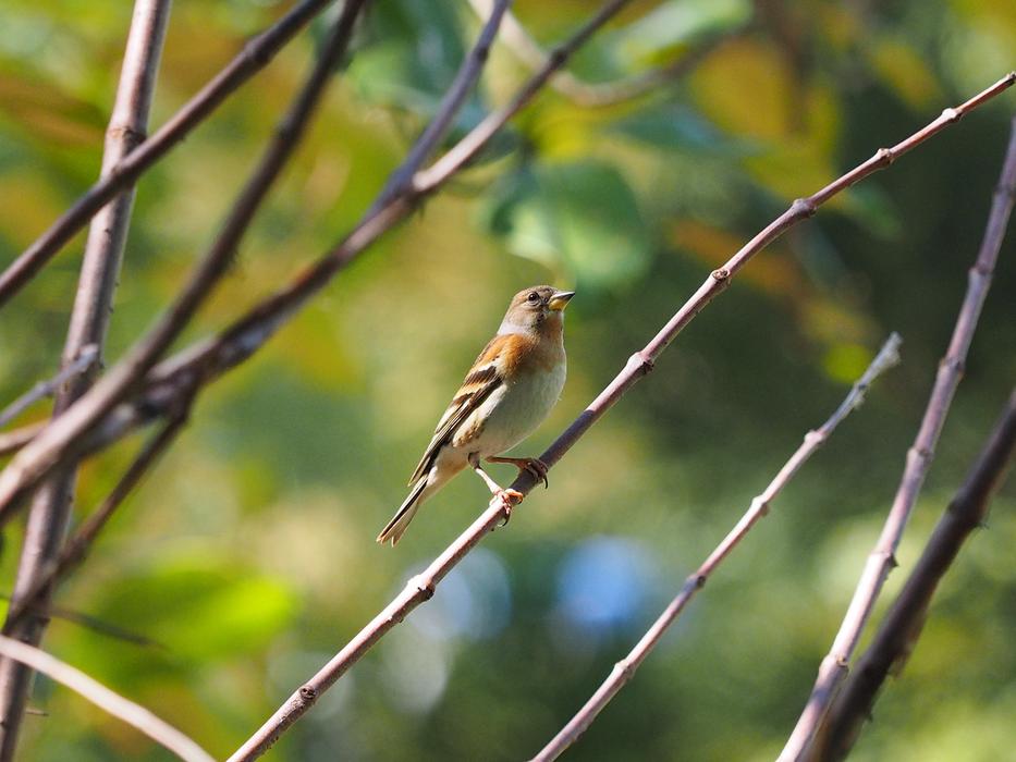 sparrow in a tree landscape is nice