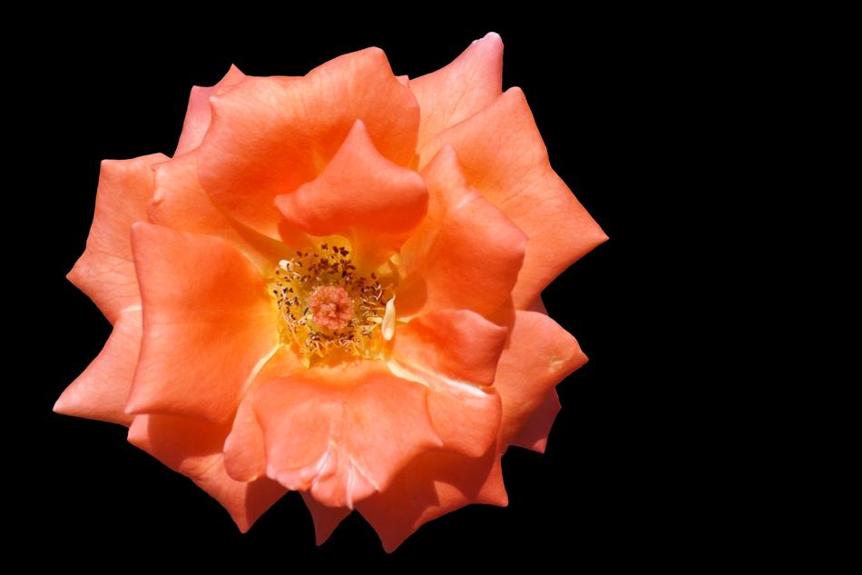 large orange flower bud