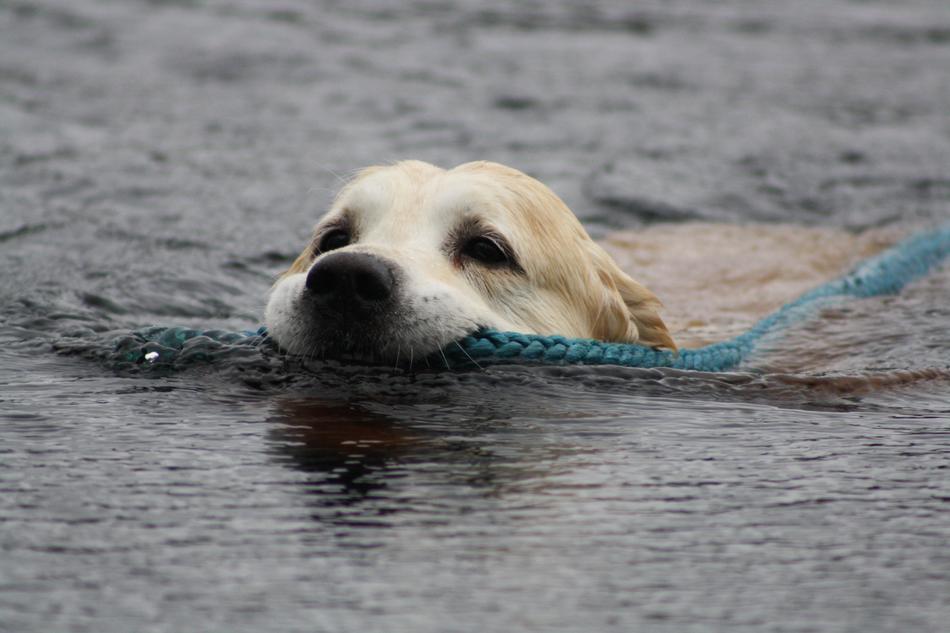 Golden Retriever Swimming