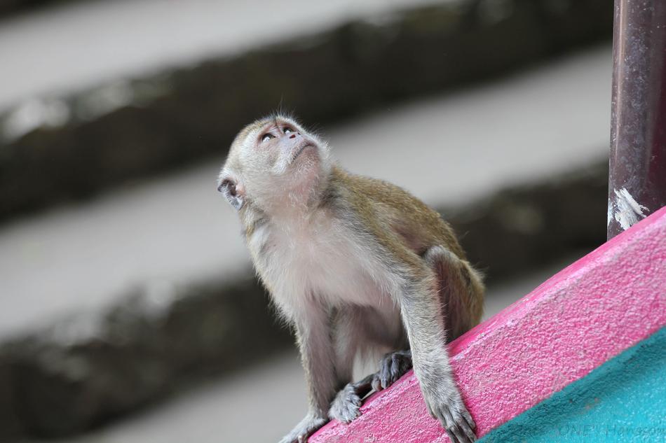 Monkey Animals Wild