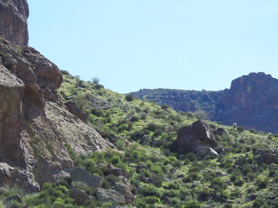 Arizona Cactus