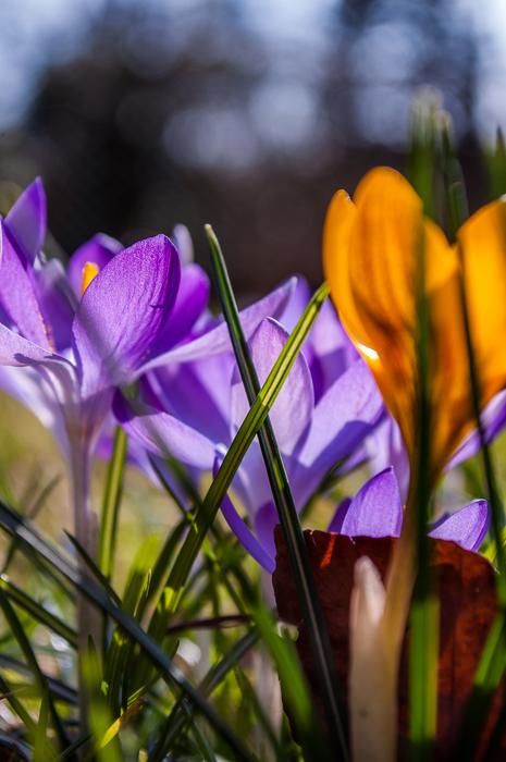Crocus Purple Yellow