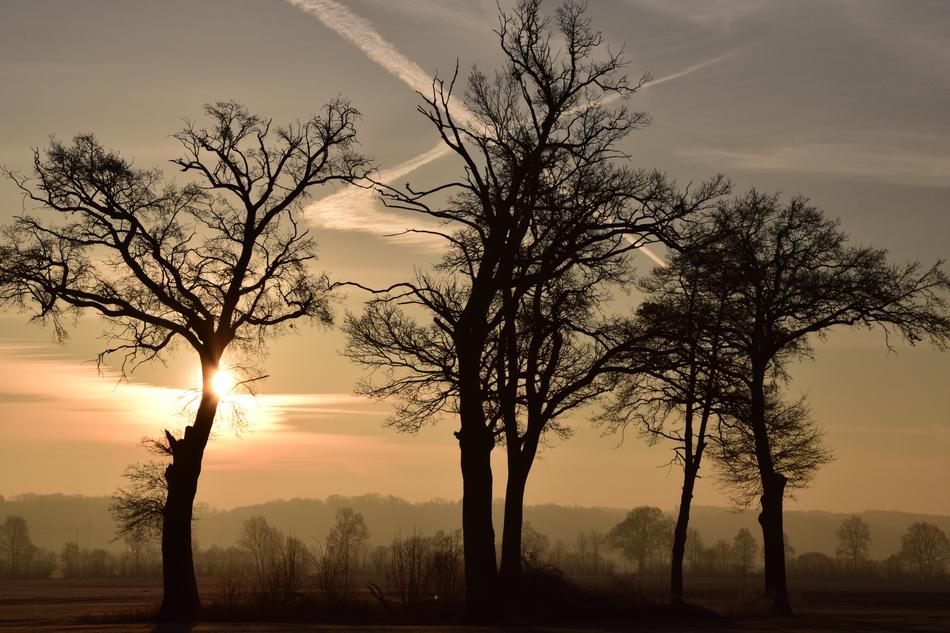Trees Kahl Bald