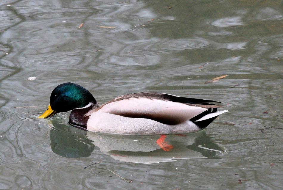 a cute duck drinking water