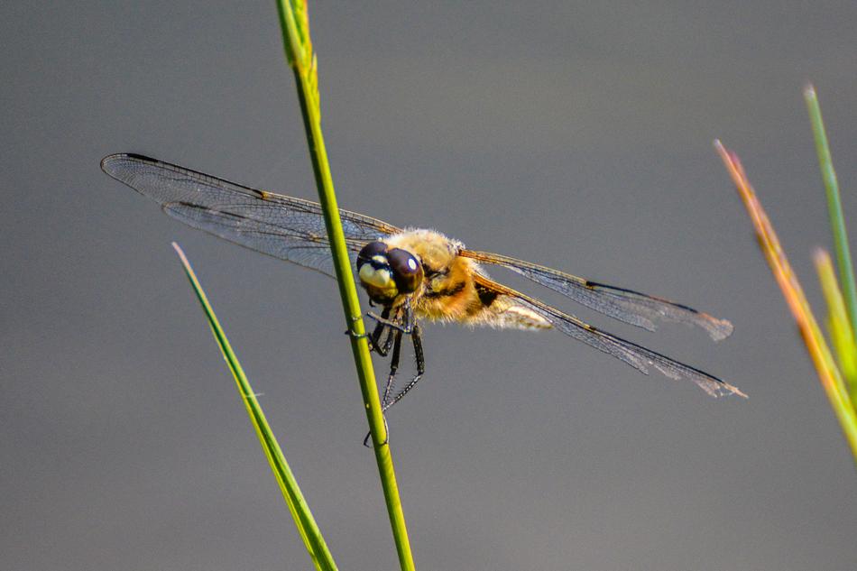 perfect Dragonfly Animal