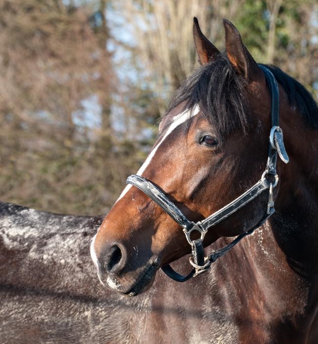 horse in straps face