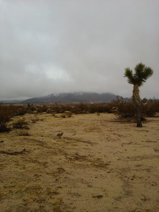 Joshua Tree Desert