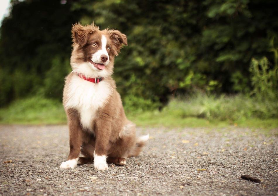 goodly Dog Beautiful