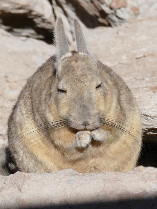 Rodent Desert