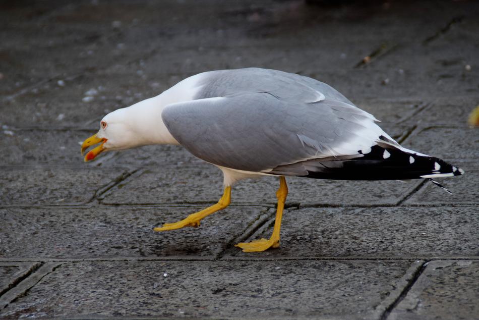 Gull Bird street
