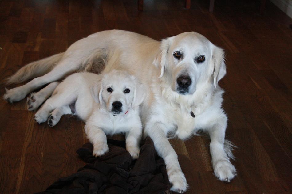 Golden Retriever Friendship Pet