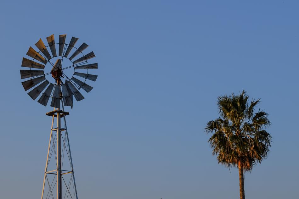 Windmill Palm Tree Countryside