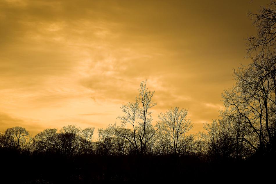 forest sunny landscape
