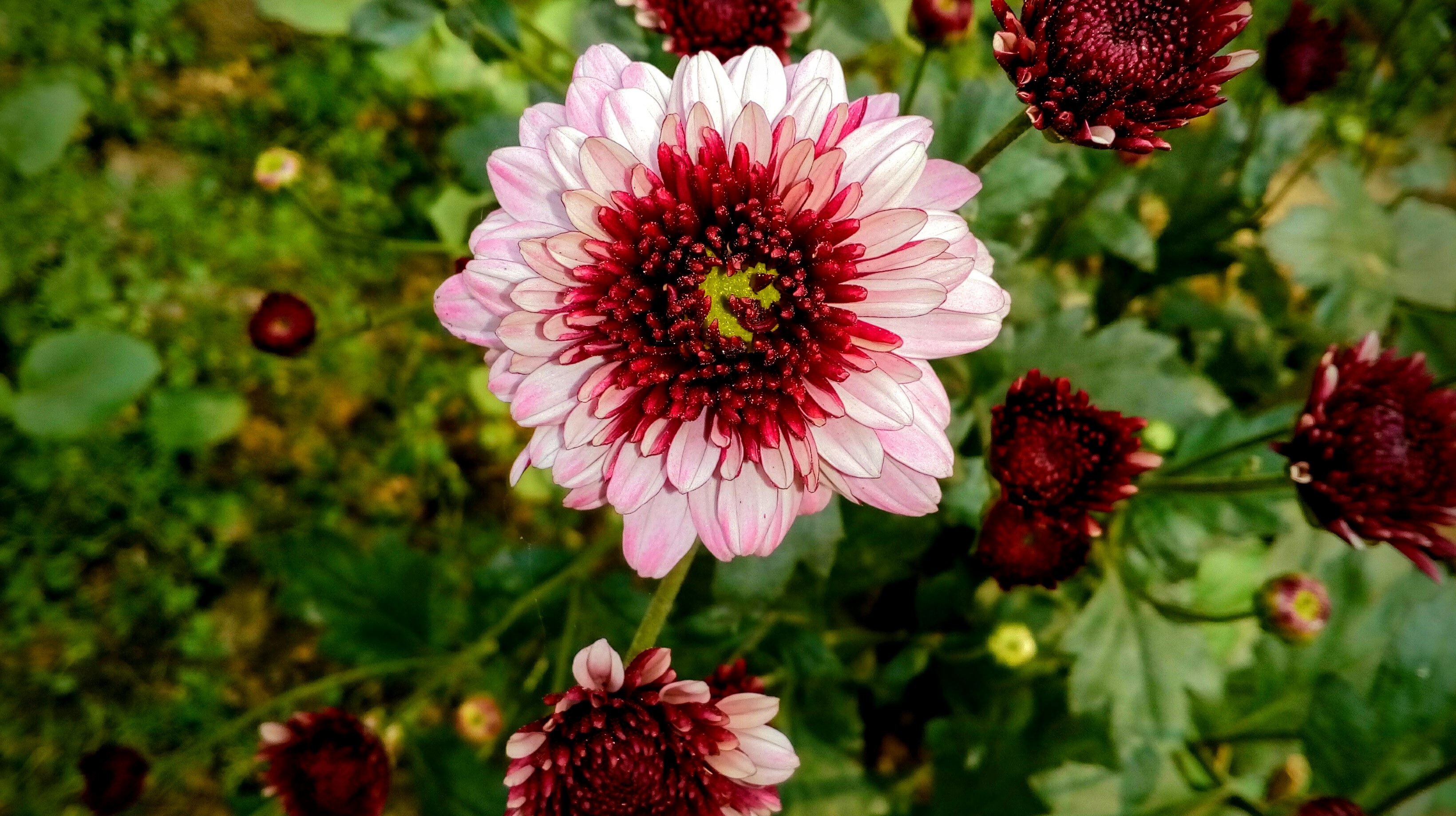 Red and Pink Flowers at garden free image download