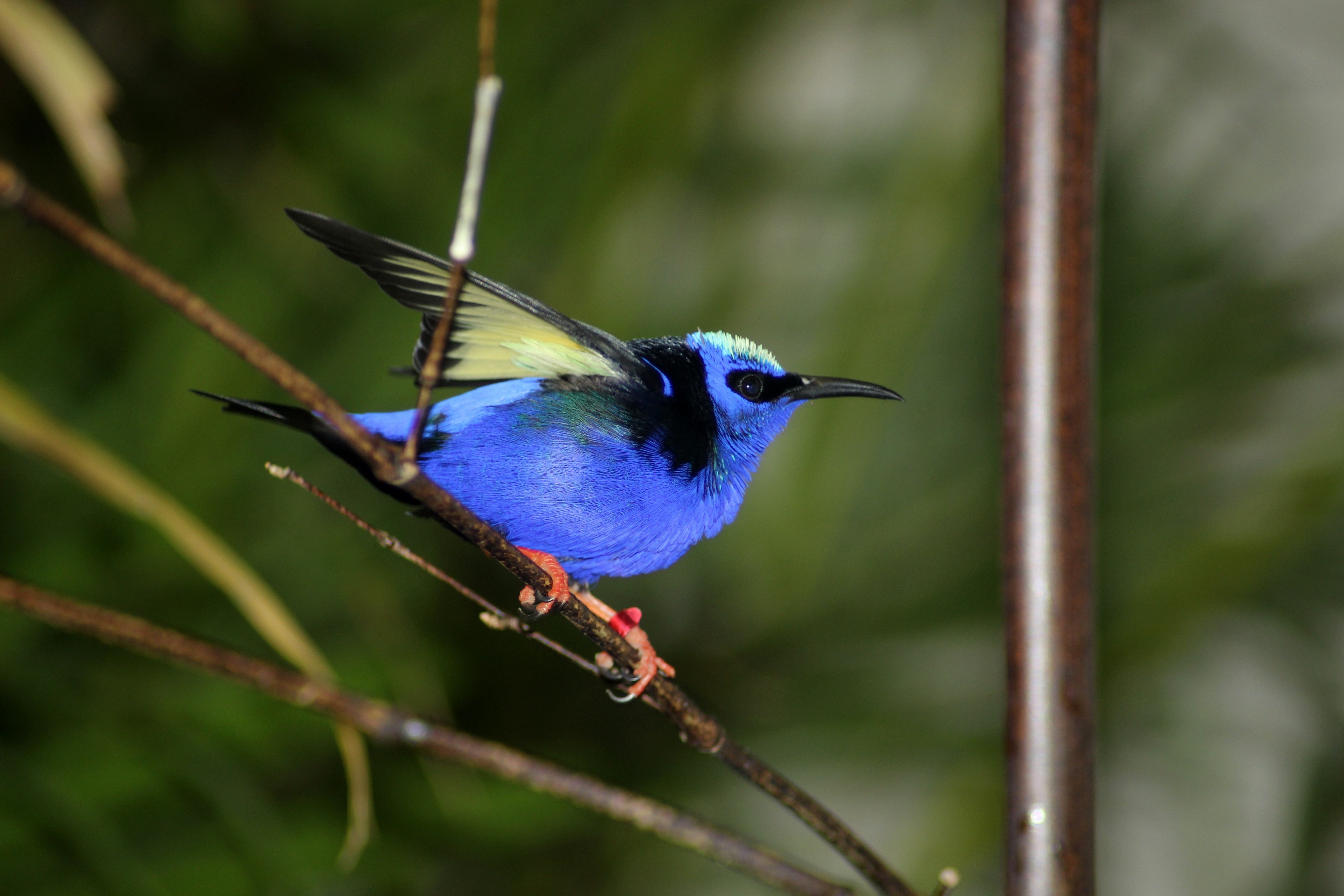Bird Exotic Color free image download