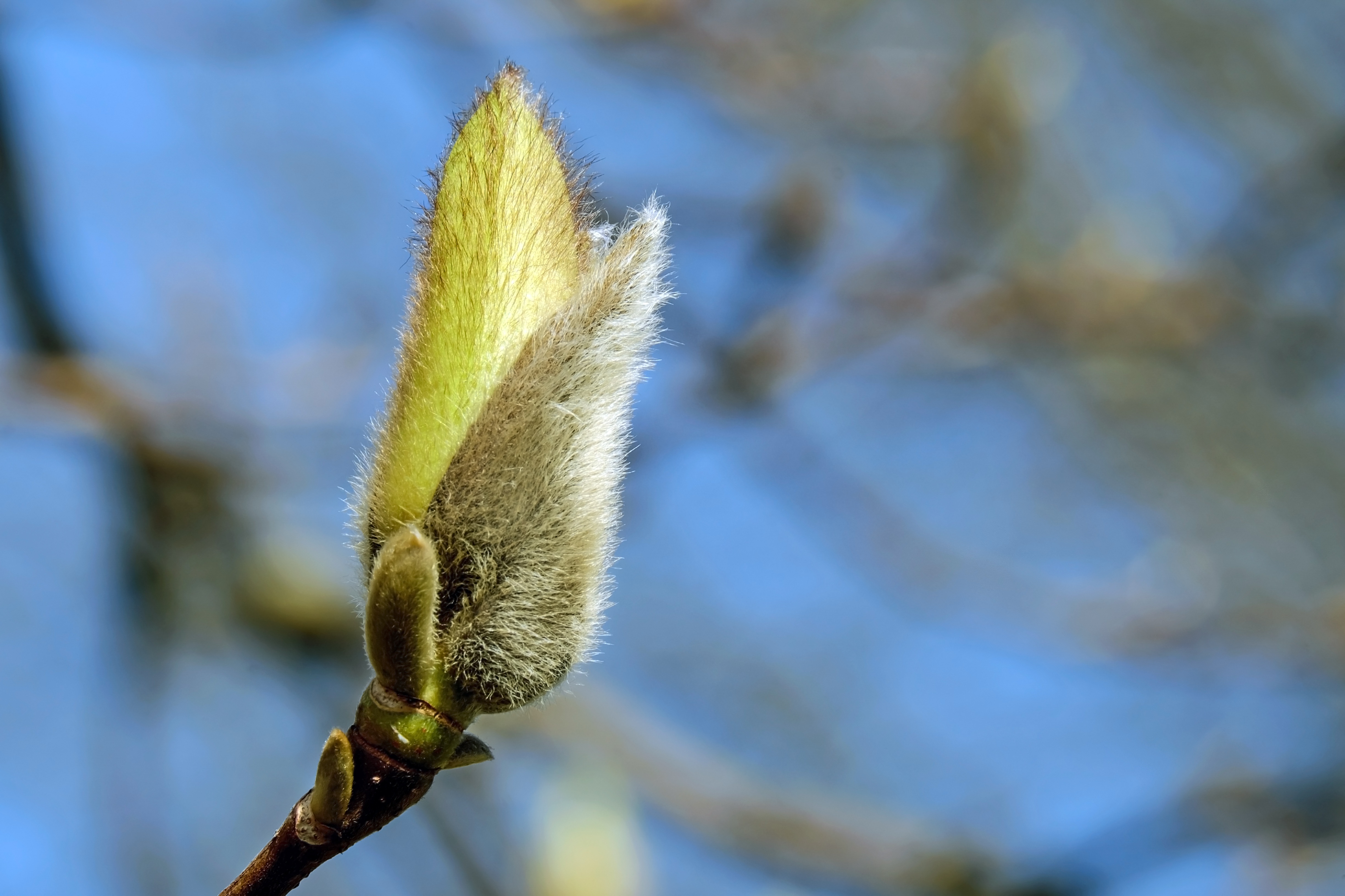 Bud Flower Magnolia free image download