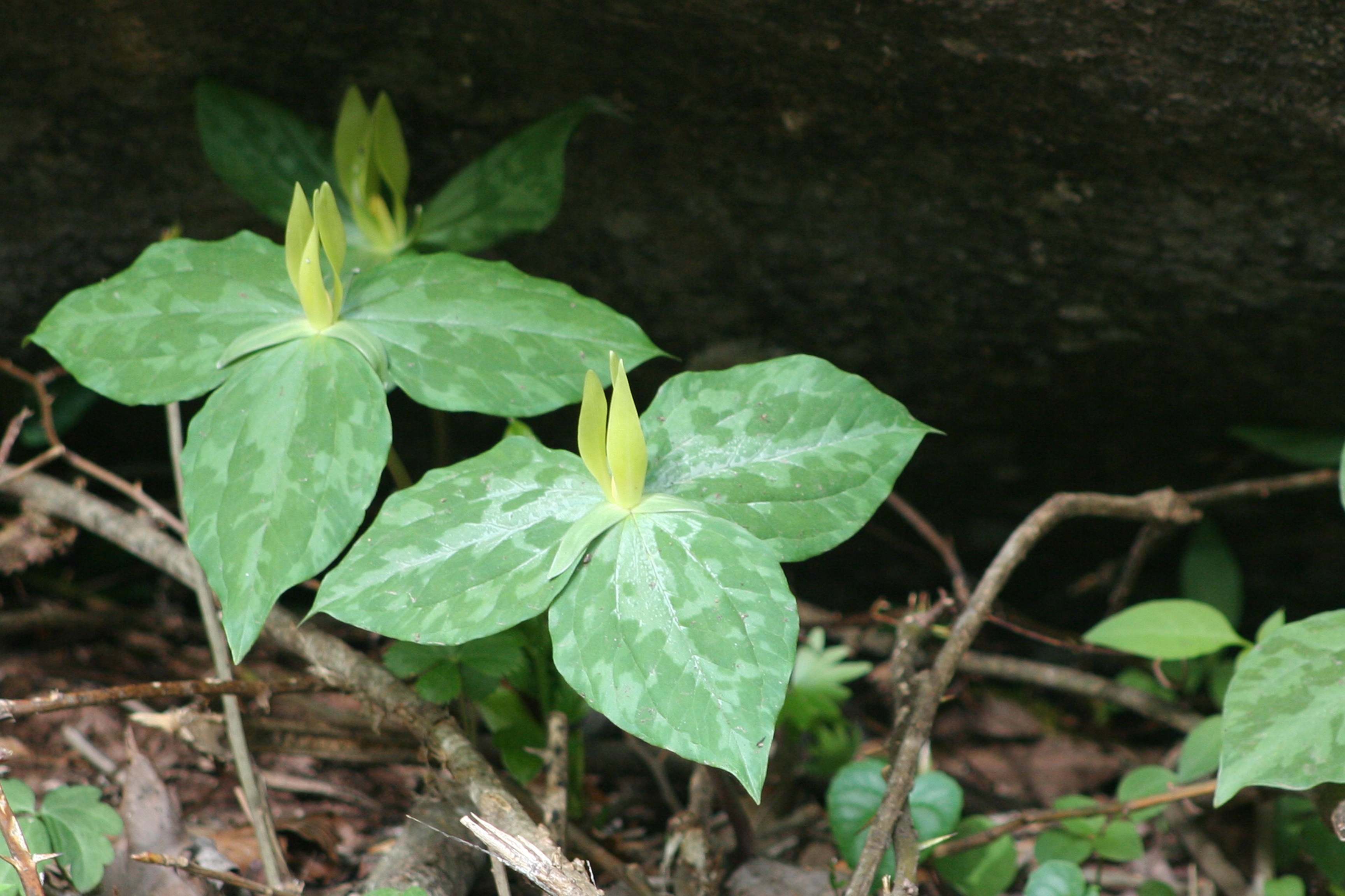 Trillium Wild Flower Nature free image download