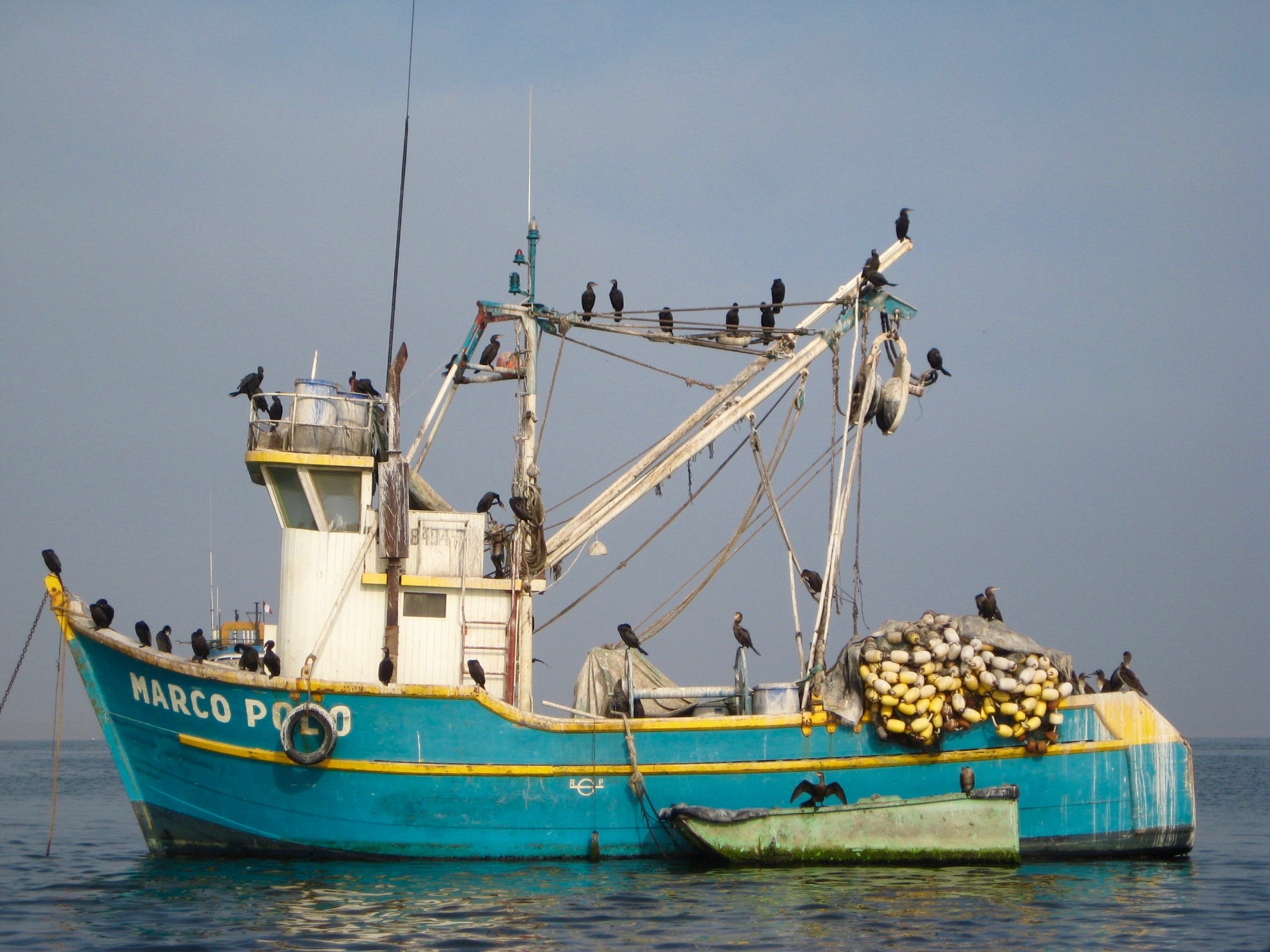 Boat Birds Ecuador free image download
