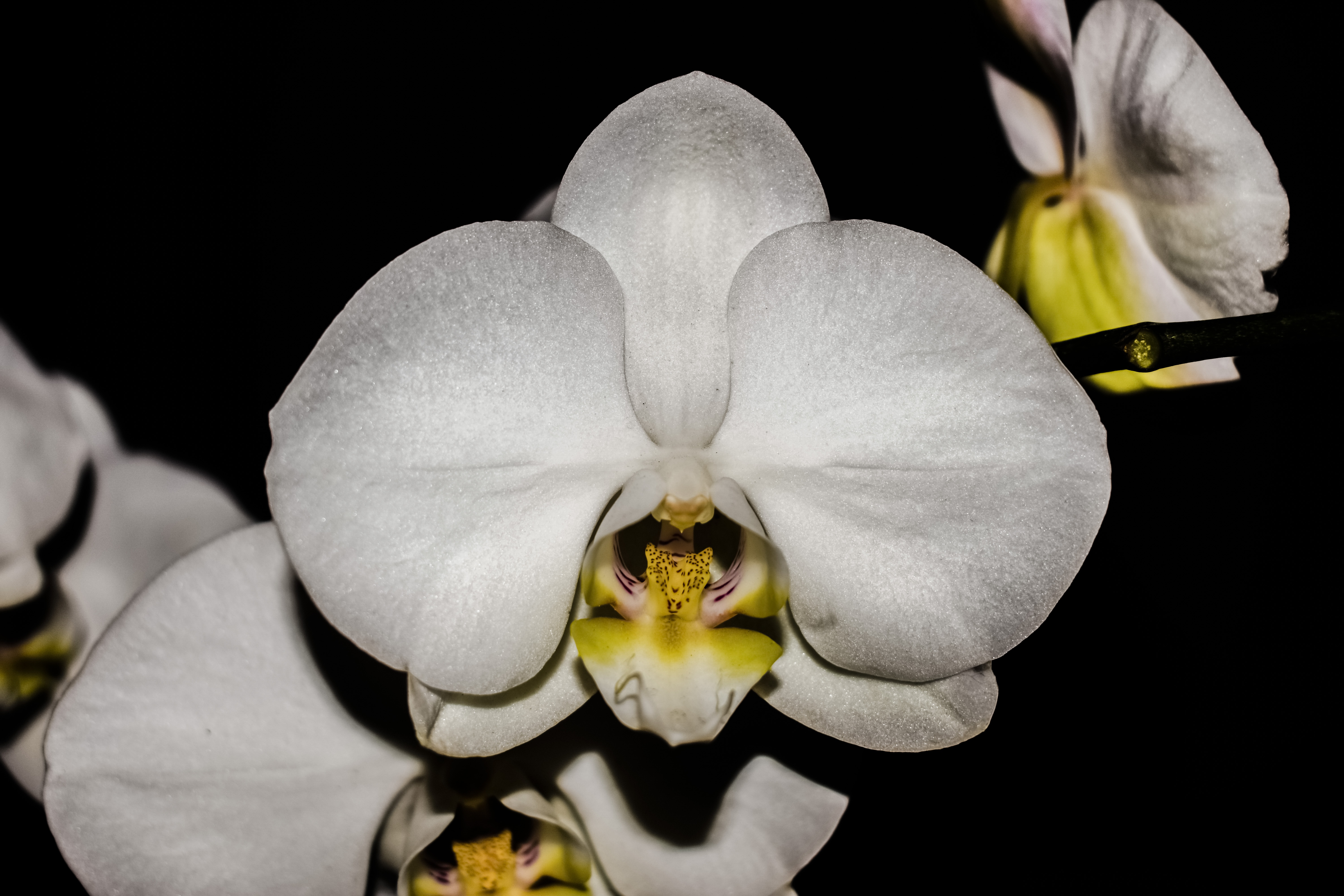 Орхидея Стюартиана Нобилис