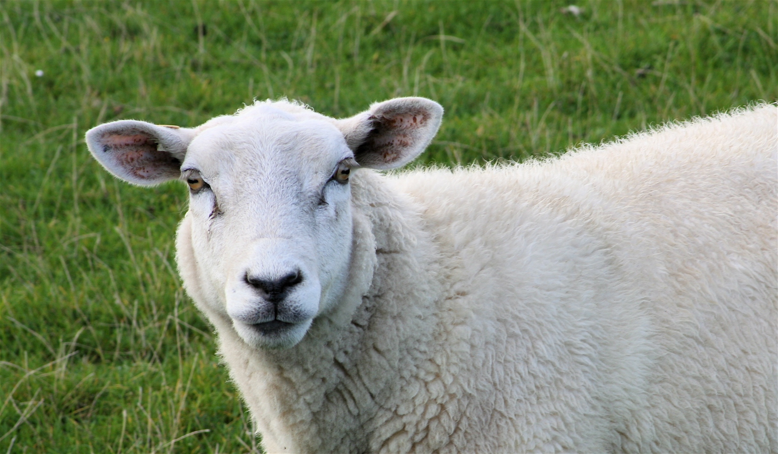 Sheep Face free image download