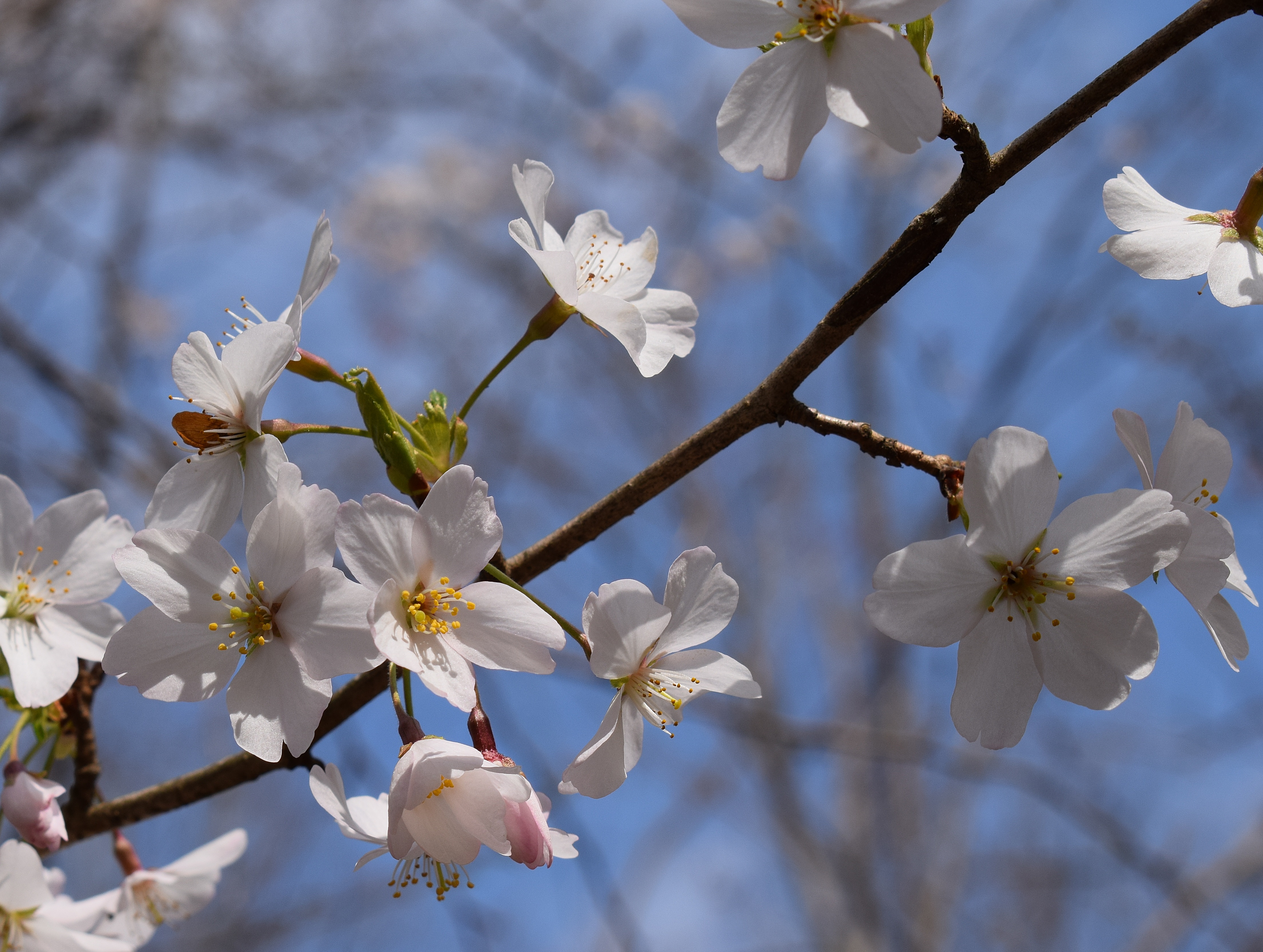 Дикая вишня дерево цветет