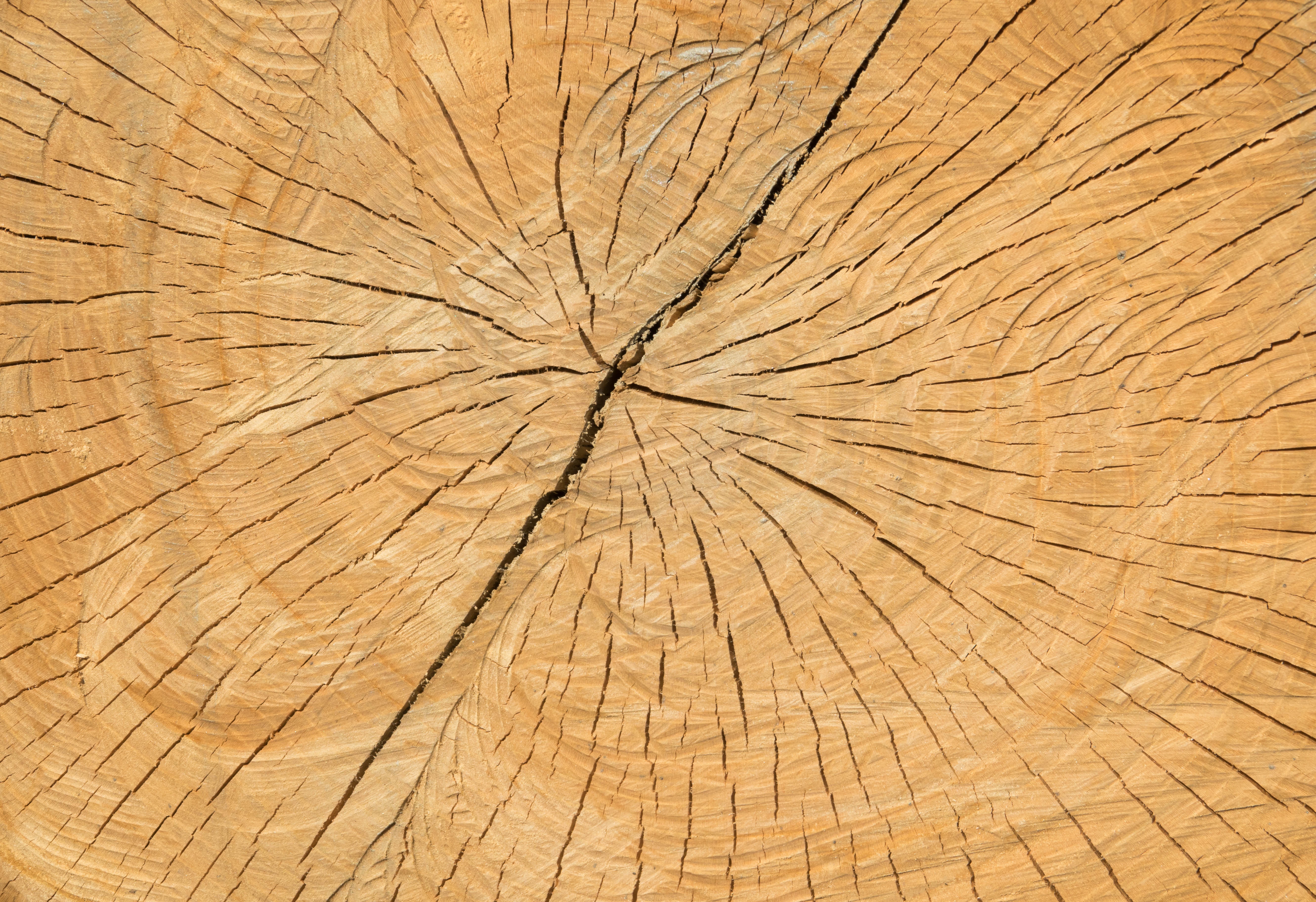 Текстура дерева с трещинами