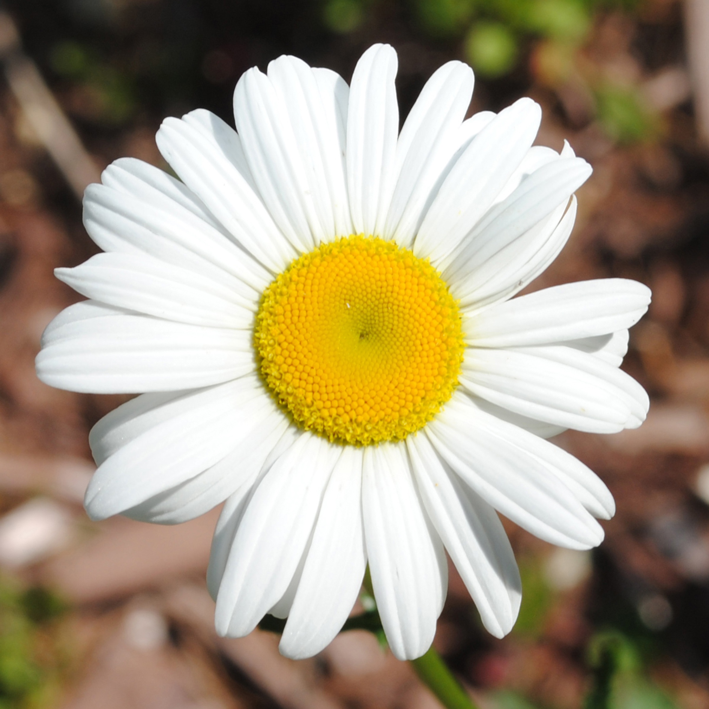 Daisy Flower Spring free image download