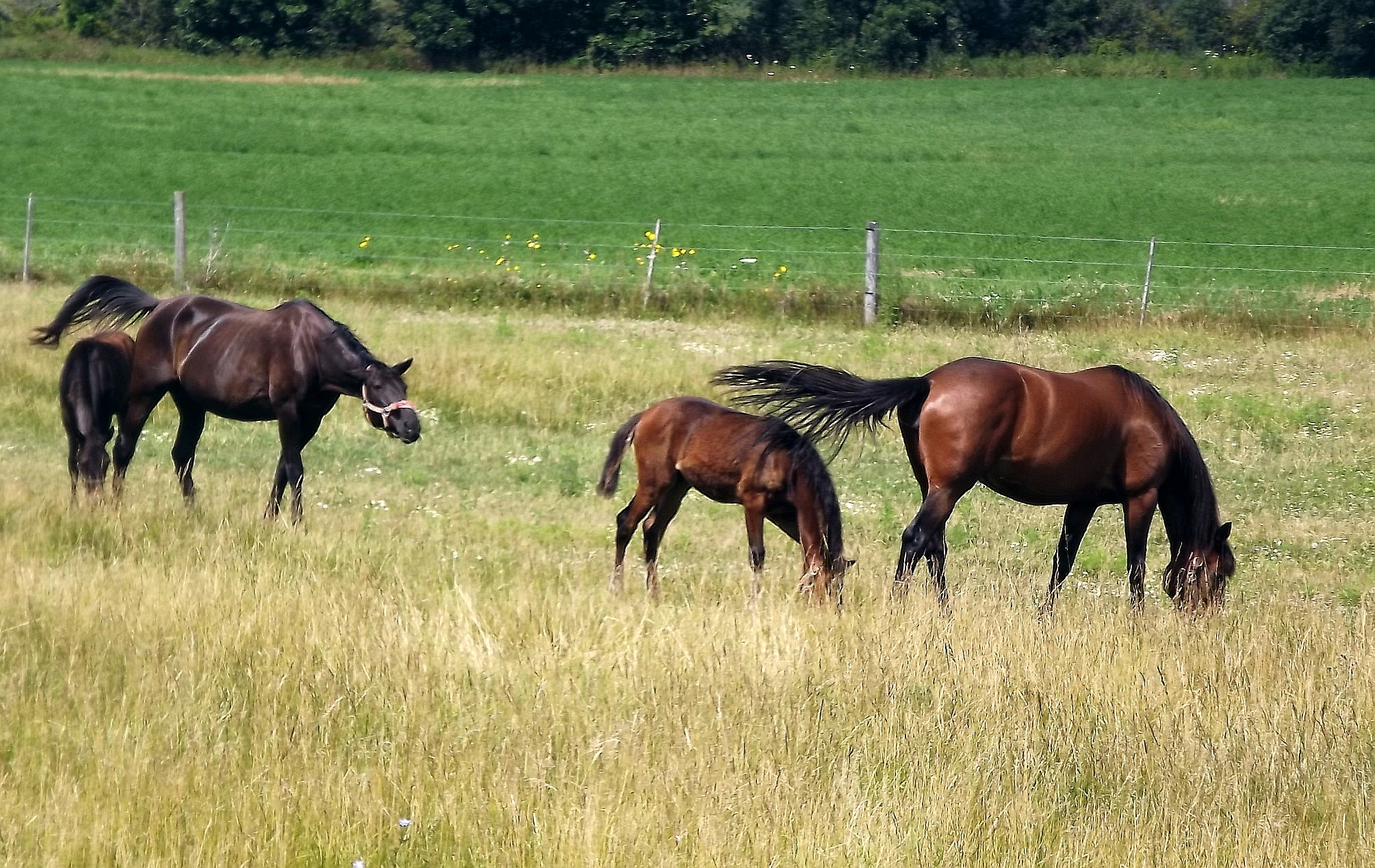 лошади на пастбище фото
