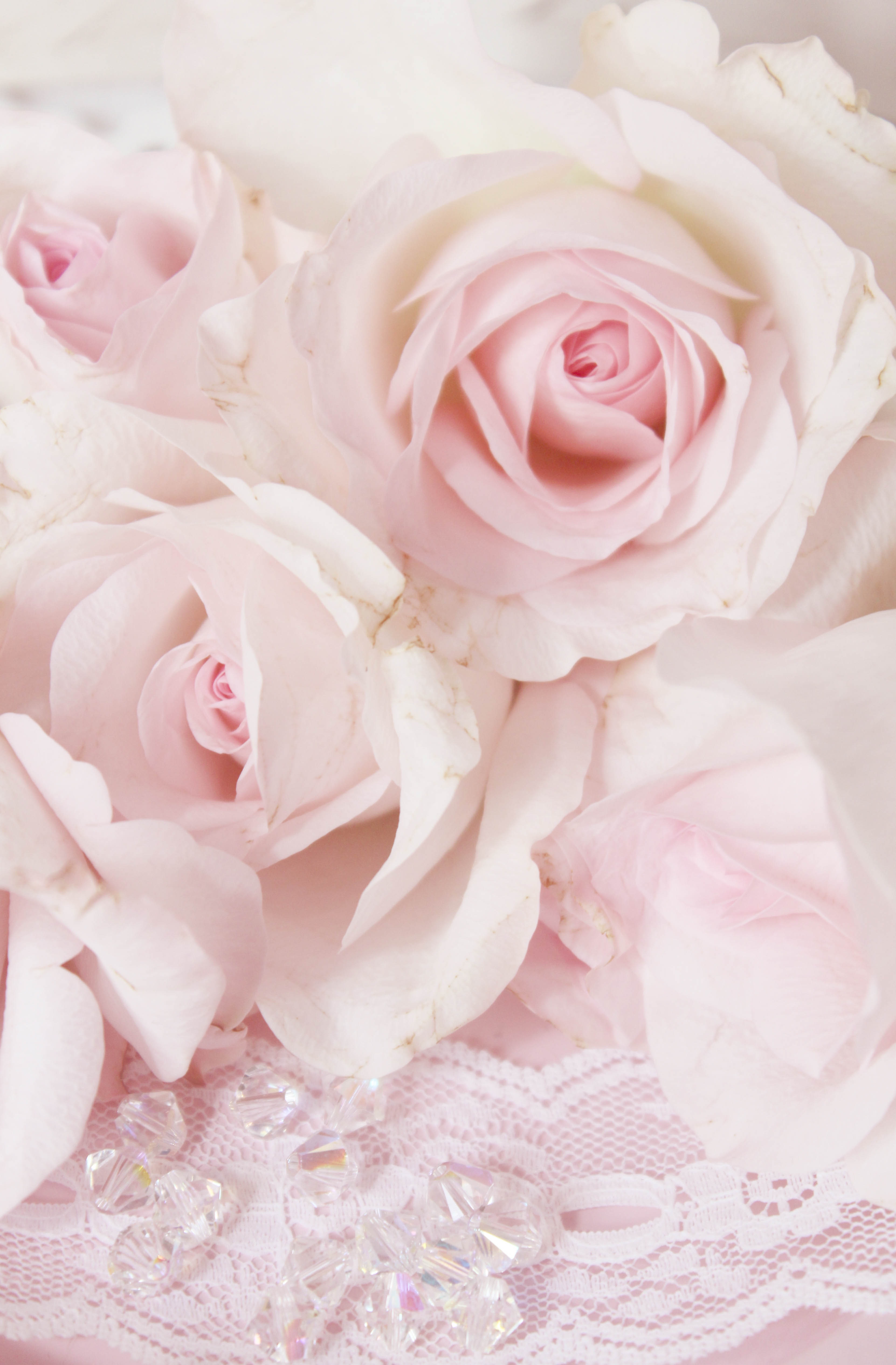 Delicate pink roses free image download
