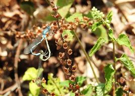 blue dragonfly is sitting on a dry plant